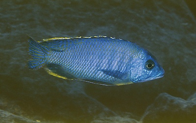 Otopharynx sp. 'heterodon nankumba' Thumbi West Island